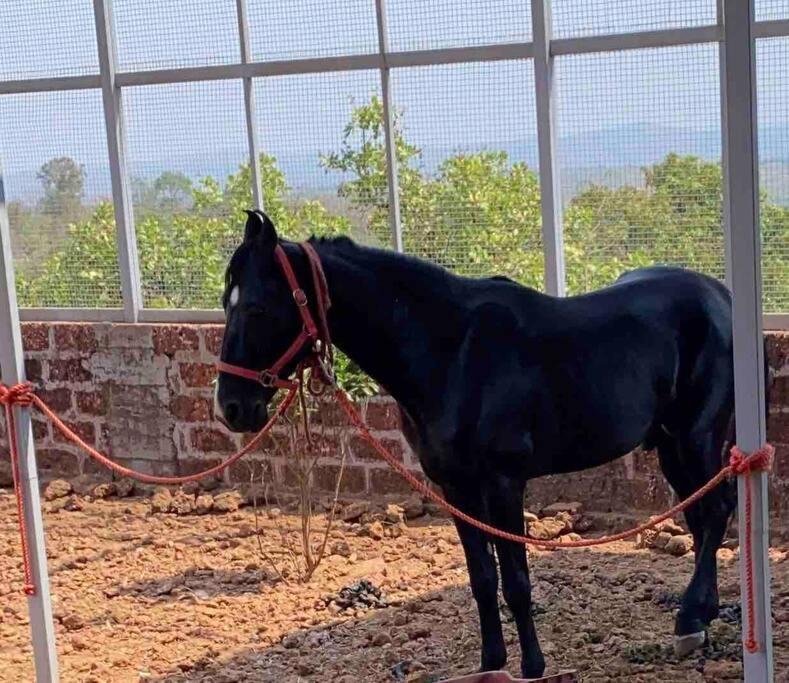 Mars Jungle Adventure Stud Farm With Private Jacuzzi Βίλα Narsinge Εξωτερικό φωτογραφία